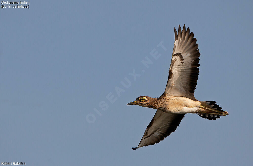 Indian Stone-curlew