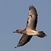 Indian Stone-curlew