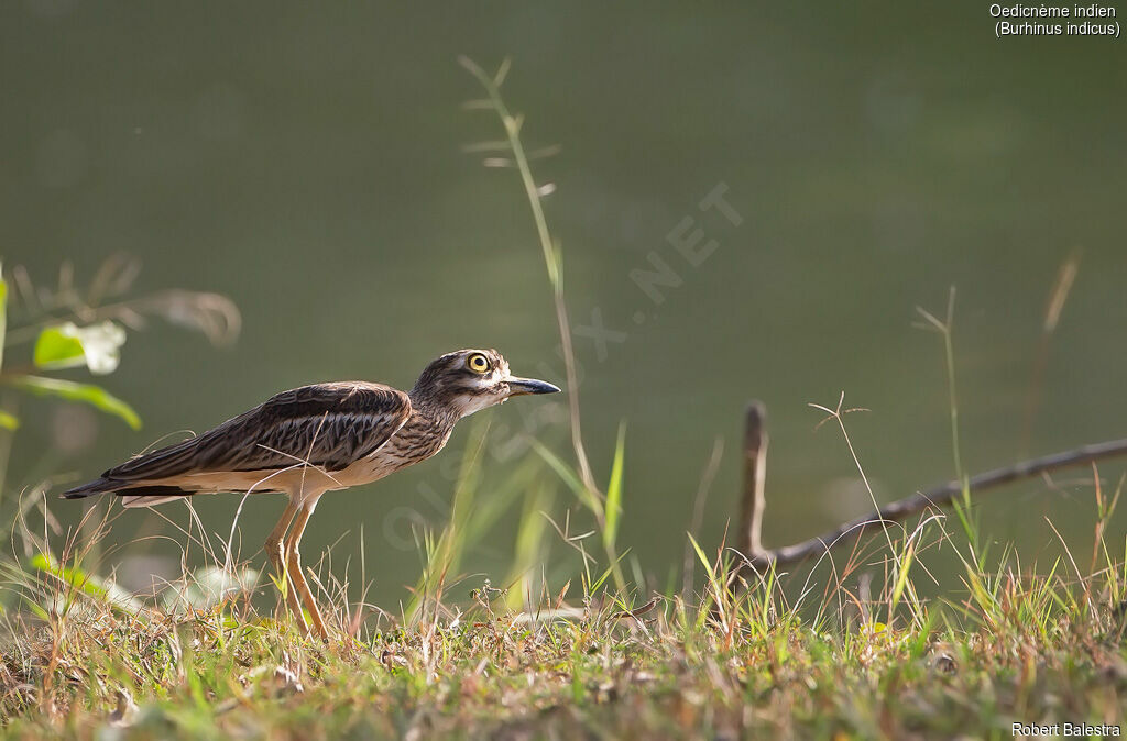 Indian Stone-curlew