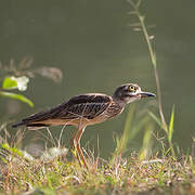 Indian Stone-curlew