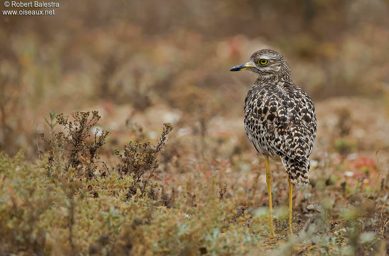 Spotted Thick-kneeadult