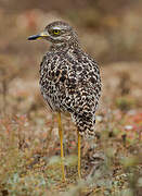 Spotted Thick-knee