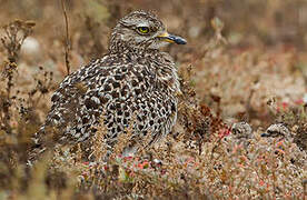 Spotted Thick-knee