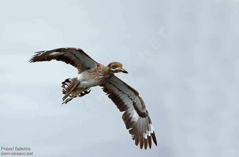 Water Thick-knee male adult, Flight