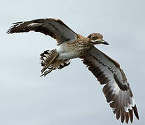 Water Thick-knee