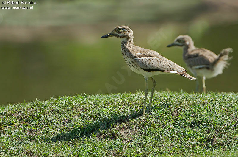 Water Thick-knee