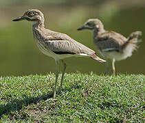 Water Thick-knee