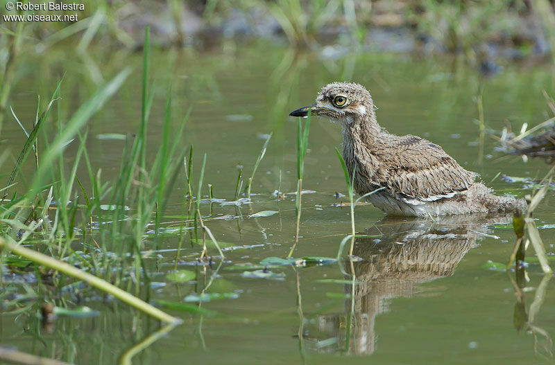 Water Thick-kneejuvenile