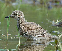 Water Thick-knee