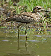 Water Thick-knee