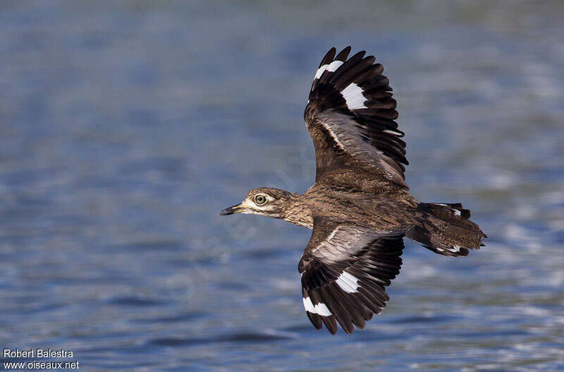 Water Thick-kneeadult, Flight