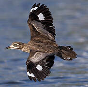 Water Thick-knee