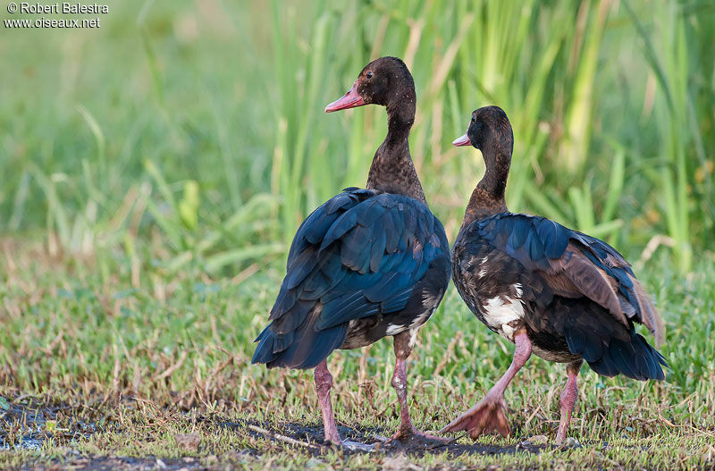 Spur-winged Goose