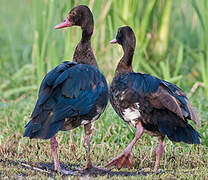 Spur-winged Goose