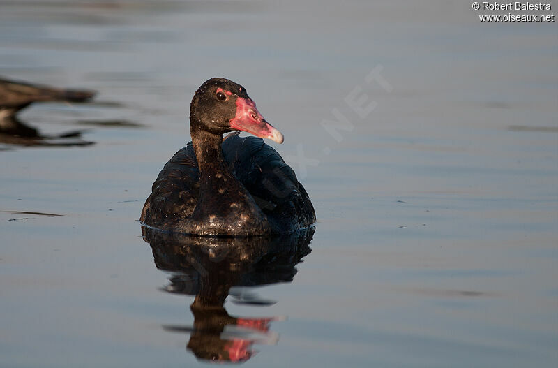 Spur-winged Goose