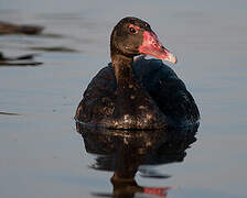 Spur-winged Goose