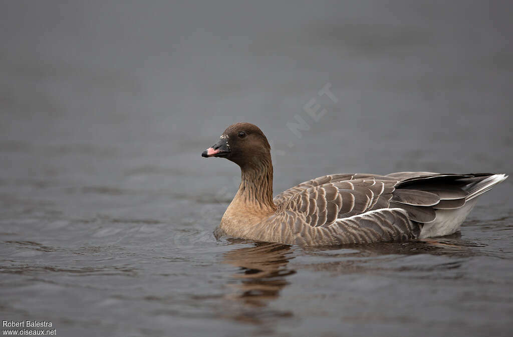 Pink-footed Goose, swimming