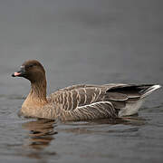 Pink-footed Goose