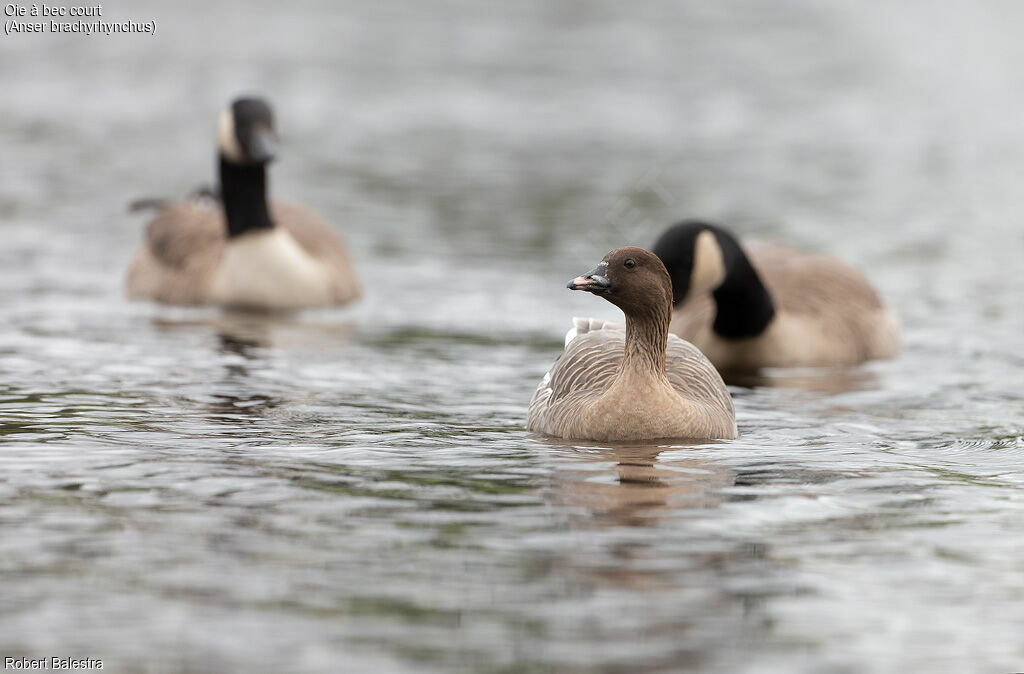 Pink-footed Goose