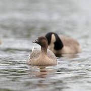 Pink-footed Goose