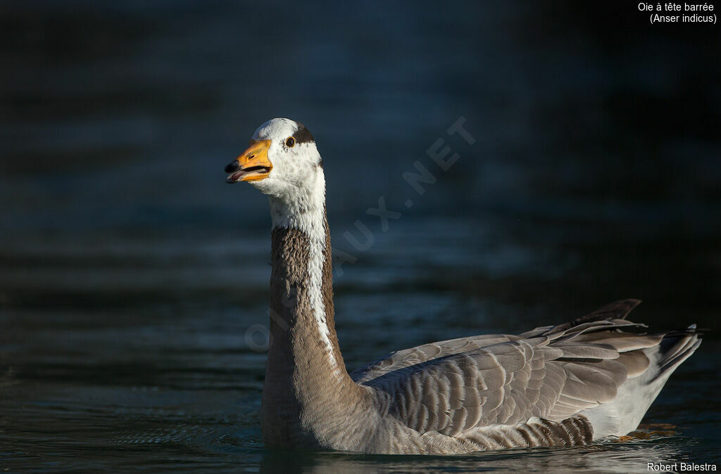 Bar-headed Goose