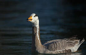 Bar-headed Goose