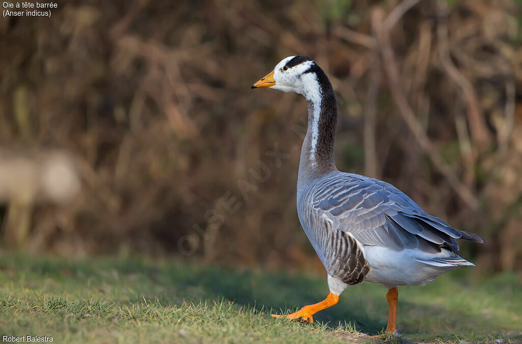 Bar-headed Goose