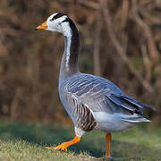 Bar-headed Goose