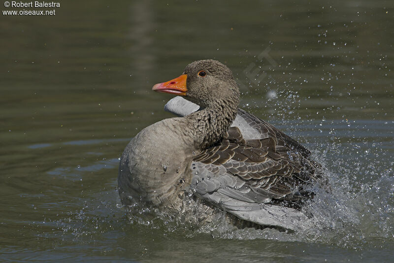 Greylag Goose