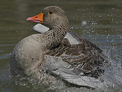 Greylag Goose