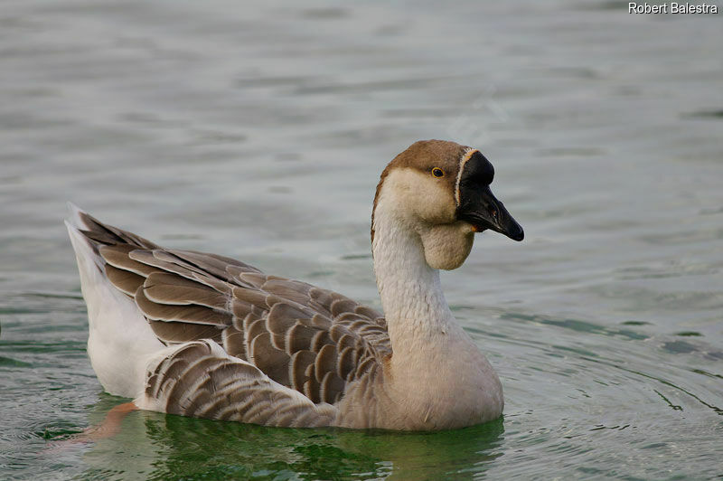 Swan Goose, identification