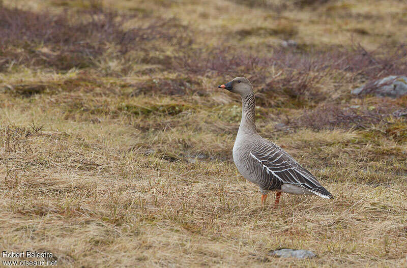 Taiga Bean Goose male adult breeding, identification