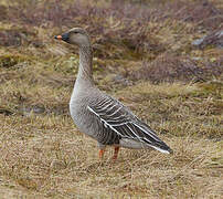 Taiga Bean Goose