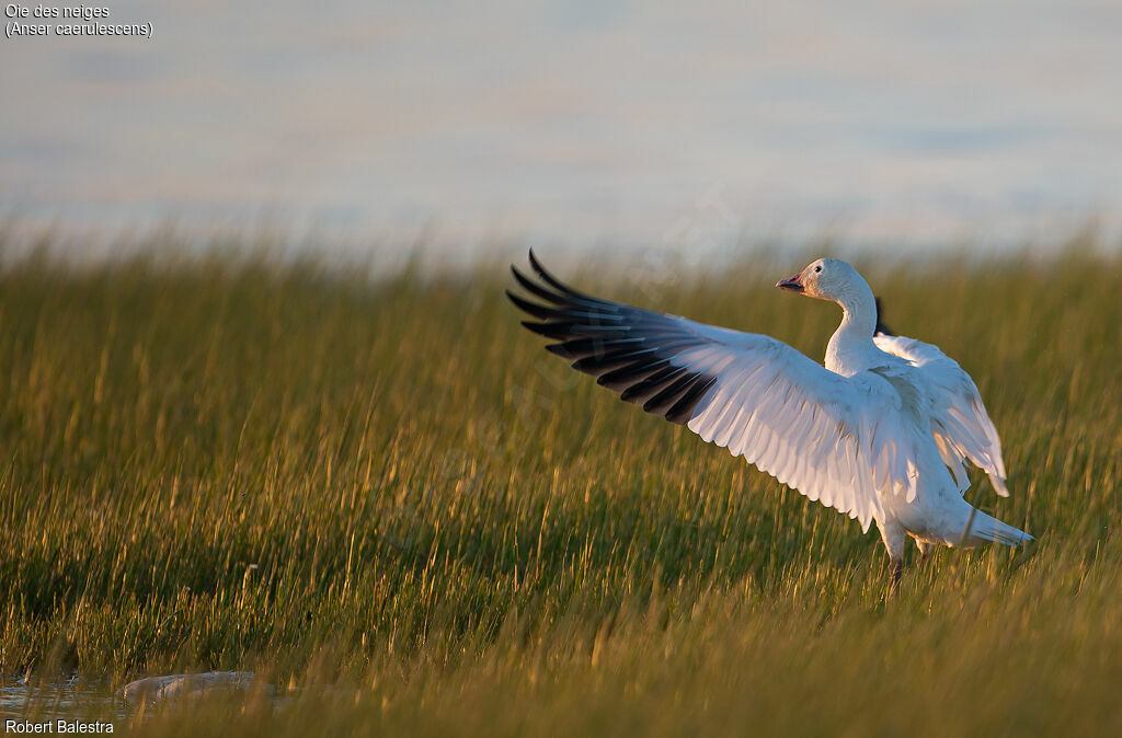 Snow Goose