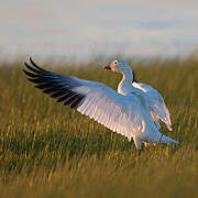 Snow Goose