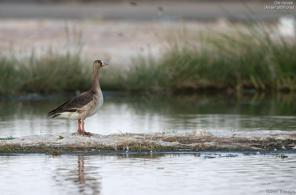 Greater White-fronted Goose