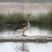 Greater White-fronted Goose