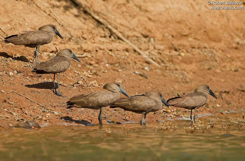 Hamerkop