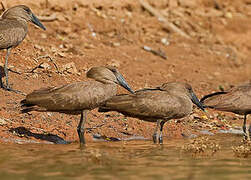 Hamerkop