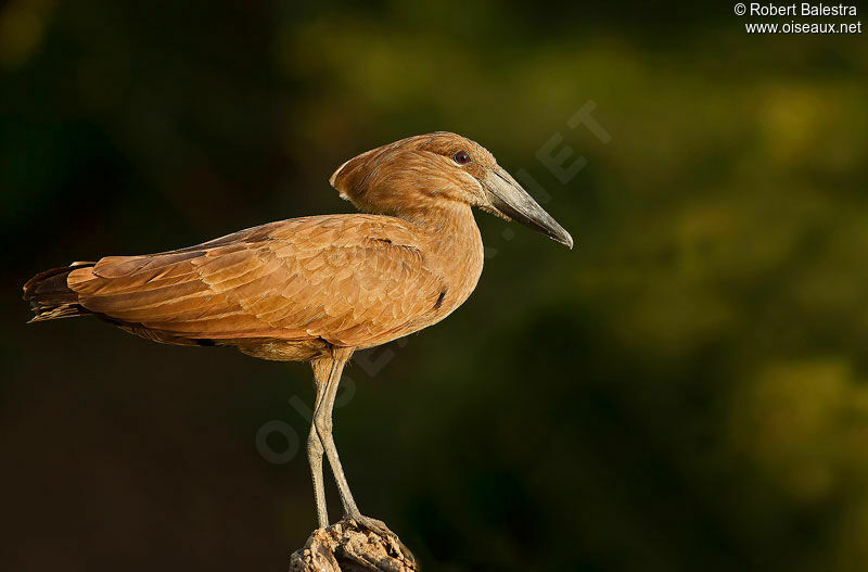 Hamerkop