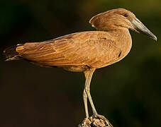 Hamerkop