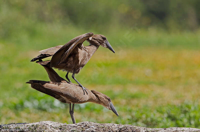 Hamerkopadult, mating.