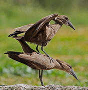 Hamerkop