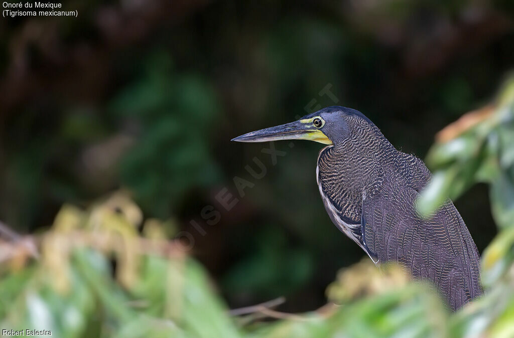 Bare-throated Tiger Heron