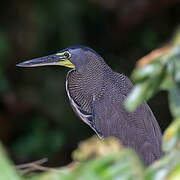 Bare-throated Tiger Heron