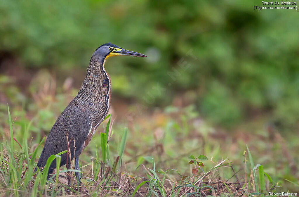 Bare-throated Tiger Heron