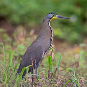 Bare-throated Tiger Heron