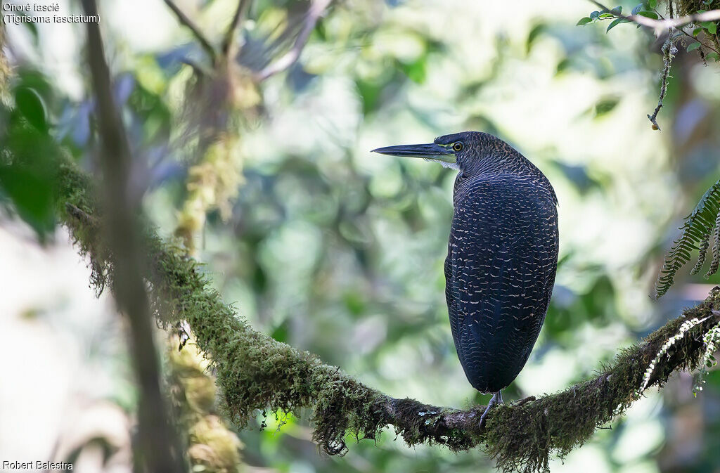 Fasciated Tiger Heron