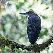 Fasciated Tiger Heron