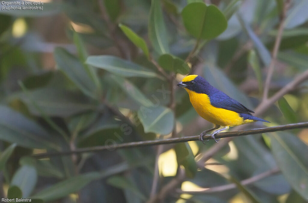 Thick-billed Euphonia male